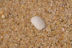 Tugali parmophoidea