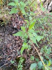 Ageratina glechonophylla
