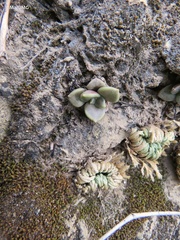 Echeveria xichuensis