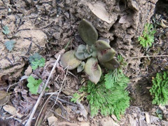 Echeveria xichuensis
