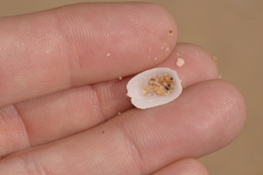Tugali parmophoidea