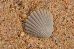 Pecten fumatus