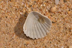 Pecten fumatus
