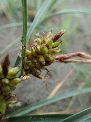 Carex pumila