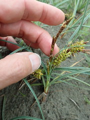 Carex pumila