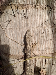 Polychrus acutirostris