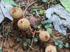 Calostoma