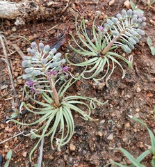 Ledebouria leptophylla