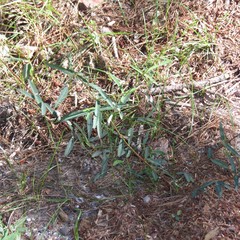 Desmodium arizonicum