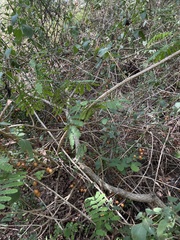 Senegalia schweinfurthii