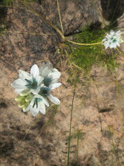 Ixia longistylis