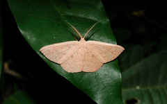 Perixera minorata