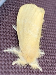 Euproctis taiwana