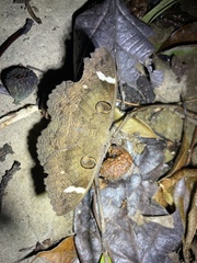 Erebus hieroglyphica