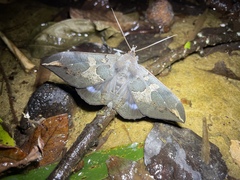 Ischyja ferrifracta