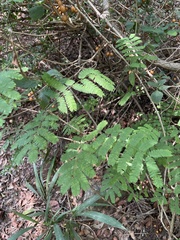 Senegalia schweinfurthii