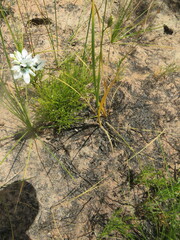 Ixia longistylis