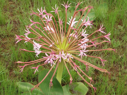Brunsvigia radulosa