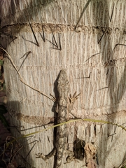 Polychrus acutirostris