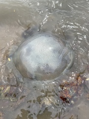 Rhopilema hispidum