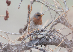 Turdus ruficollis