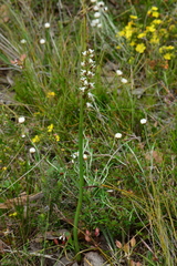 Prasophyllum odoratum