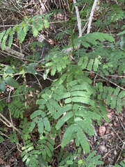 Senegalia schweinfurthii