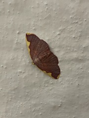 Nothomiza flavicosta