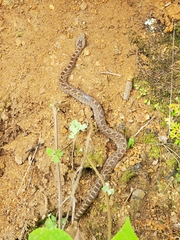 Crotalus ravus