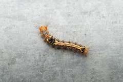 Orvasca subnotata