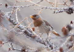 Turdus ruficollis