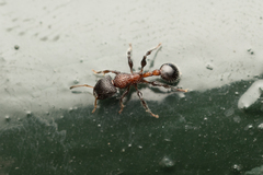 Dilobocondyla fouqueti