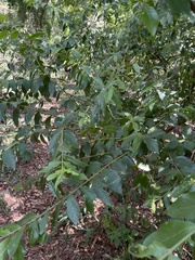 Combretum erythrophyllum