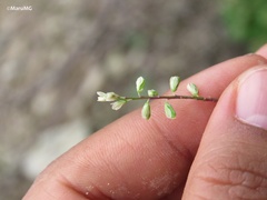 Polygala dolichocarpa
