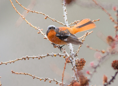 Phoenicurus erythronotus