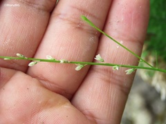 Polygala dolichocarpa