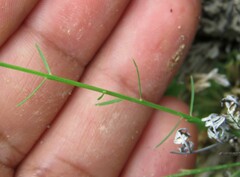 Polygala dolichocarpa