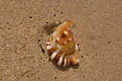 Ranella australasia