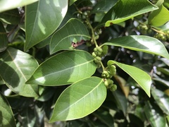 Glochidion zeylanicum