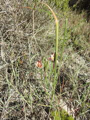 Moraea minor