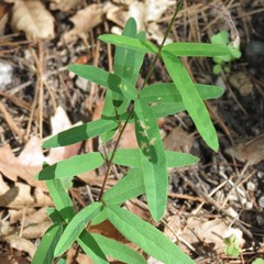 Desmodium arizonicum