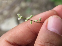 Polygala dolichocarpa