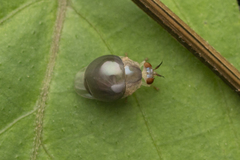Celyphidae