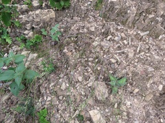 Polygala dolichocarpa