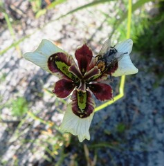 Moraea lurida