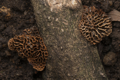 Hexagonia vesparia