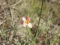 Moraea minor