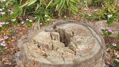 Trachylepis capensis