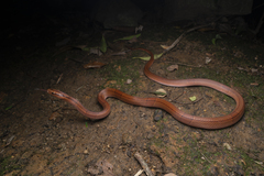 Oreocryptophis porphyraceus vaillanti