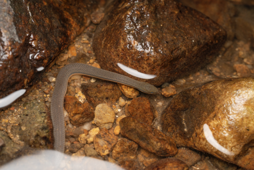 Bicoloured Stream Snake